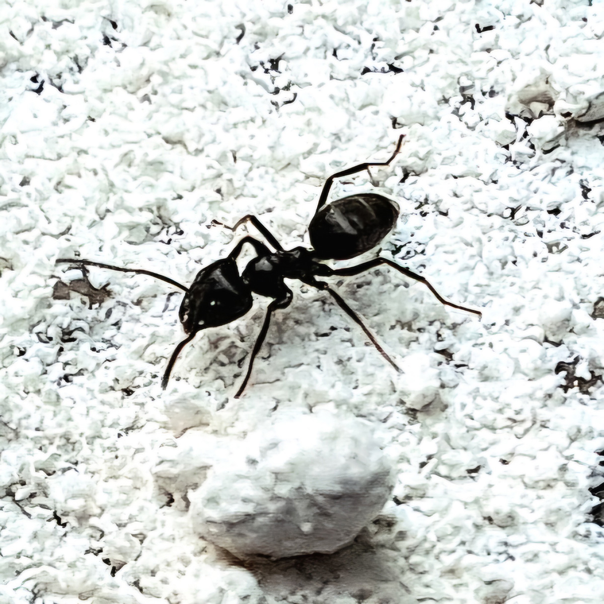 Overlast invasieve mieren