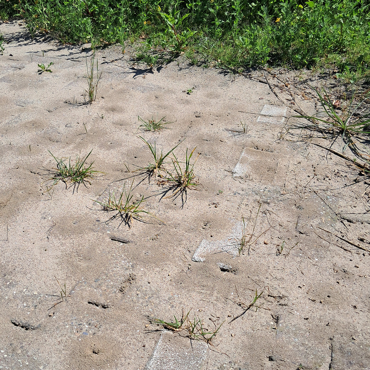 Overlast invasieve mieren