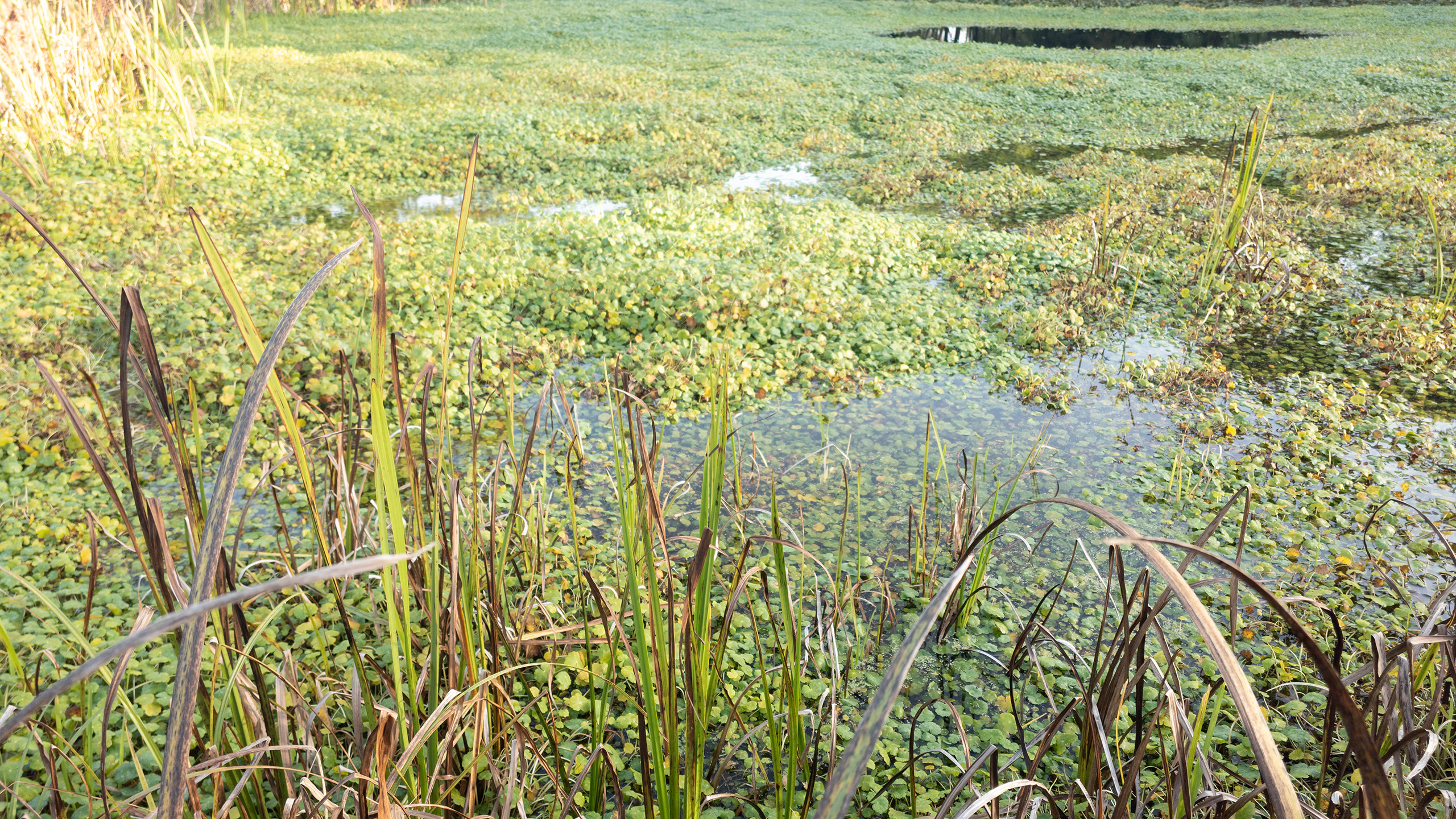 Grote waternavel verstikking dreevers