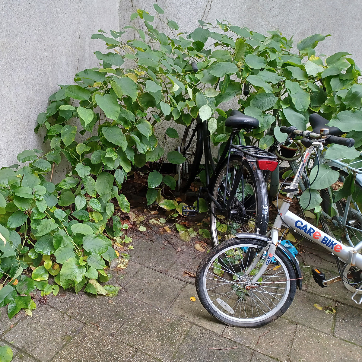 Overlast Japanse duizendknoop