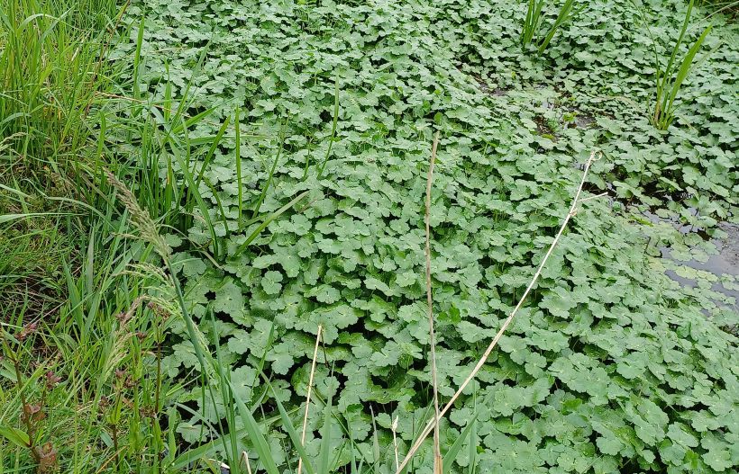 Grote waternavel dreevers