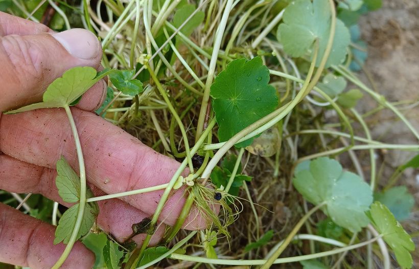 Grote waternavel detail dreevers