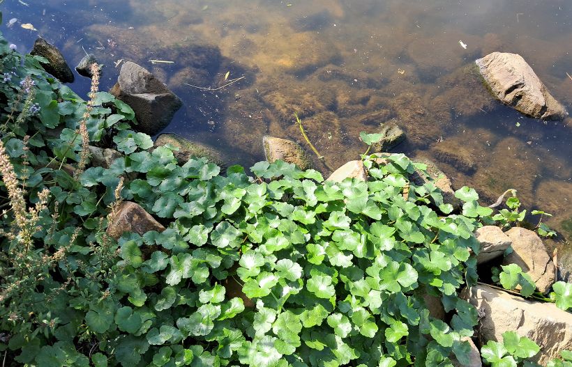 Grote waternavel dreevers