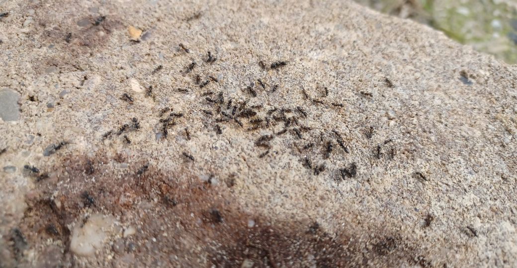 Mediterraan Draaigatje Dreevers